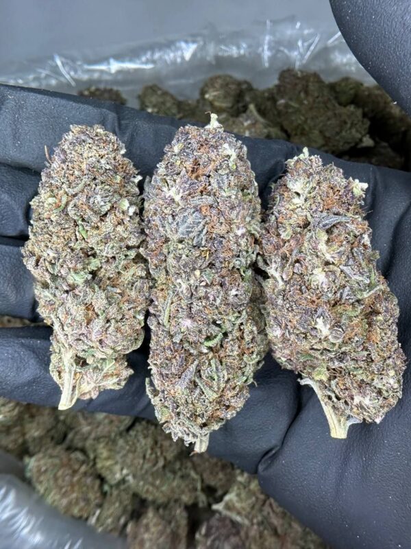 Grand Daddy Purple