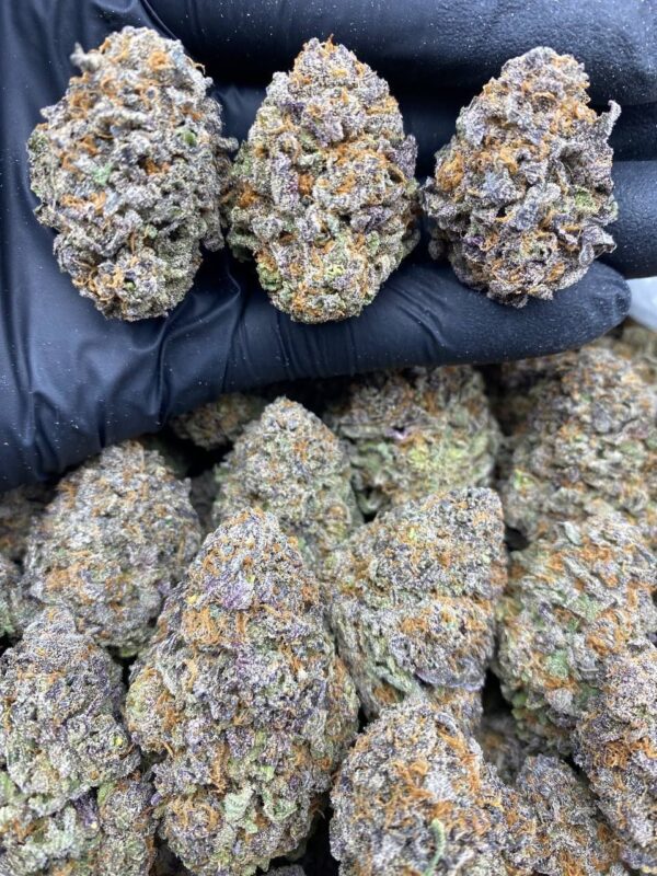 Buy Purple Grapelatto Strain