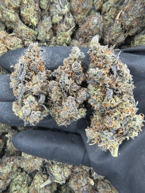 Purple Rain strain