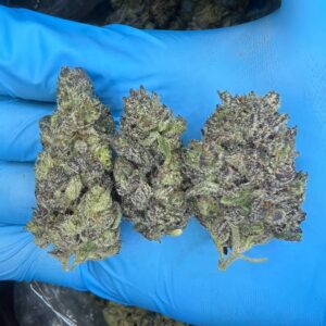 Purple Gas strain