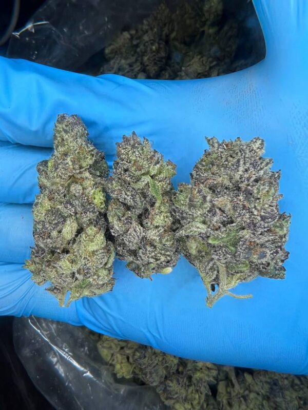 Purple Gas strain